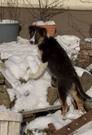 Border Collie Welpen