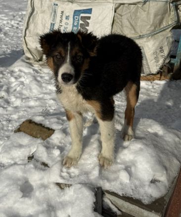 Border Collie Welpen