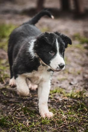 Border Collie Welpen