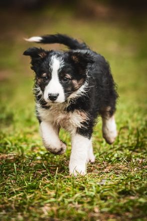 Border Collie Welpen