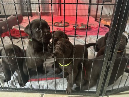 Reinrassige braune Labradorwelpen – liebevoller Familienwurf