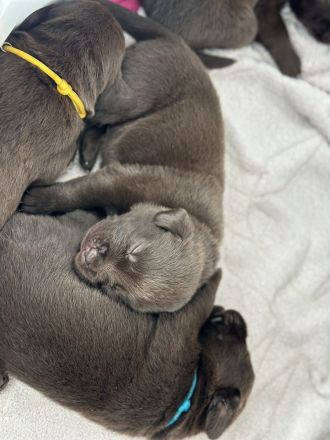 Reinrassige braune Labradorwelpen – liebevoller Familienwurf