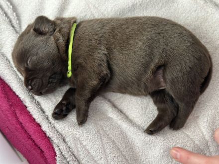 Reinrassige braune Labradorwelpen – liebevoller Familienwurf