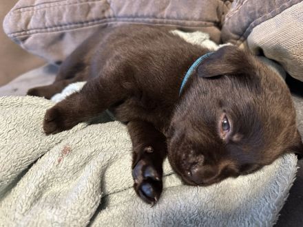 Reinrassige braune Labradorwelpen – liebevoller Familienwurf