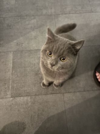 Reinrassiger Britisch Kurz Haar  Kater abzugeben