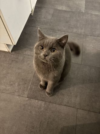 Reinrassiger Britisch Kurz Haar  Kater abzugeben