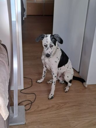 Dalmatiner Australian Shepherd
