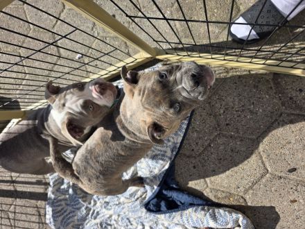 Exklusive American Bully Welpen : Jetzt kennenlernen und verlieben!