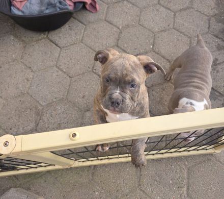 Exklusive American Bully Welpen : Jetzt kennenlernen und verlieben!