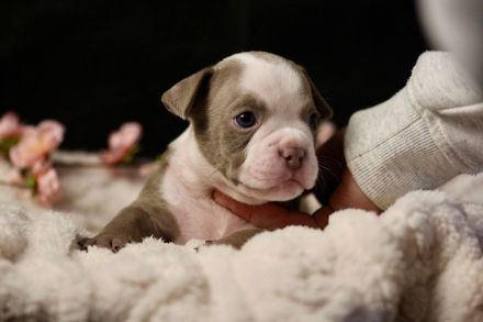 Exklusive American Bully Welpen : Jetzt kennenlernen und verlieben!