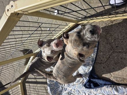 Exklusive American Bully Welpen : Jetzt kennenlernen und verlieben!