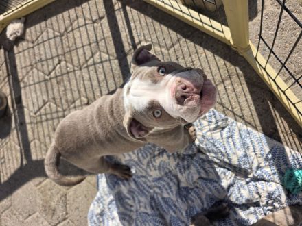 Exklusive American Bully Welpen : Jetzt kennenlernen und verlieben!