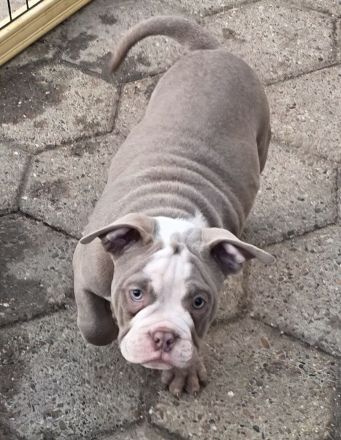 Exklusive American Bully Welpen : Jetzt kennenlernen und verlieben!