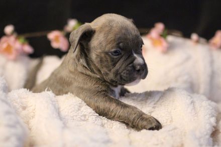 Exklusive American Bully Welpen : Jetzt kennenlernen und verlieben!