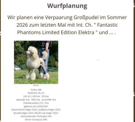 Wurfplanung reinrassiger Großpudelwelpen im Sommer 2026 im Kennel der " Fantastic Phantoms "