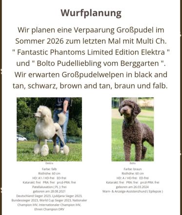 Reinrassige, wunderschöne Großpudelwelpen im Sommer 2026 im Kennel der " Fantastic Phantoms "