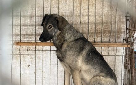 Scheue Filanda sucht geduldiges Zuhause