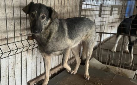 Scheue Filanda sucht geduldiges Zuhause