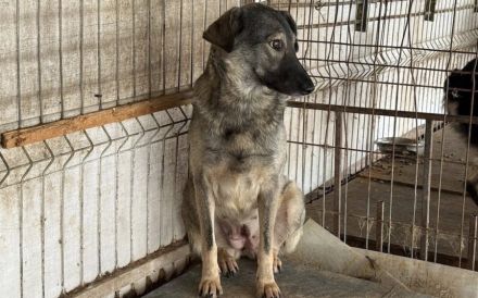 Scheue Filanda sucht geduldiges Zuhause