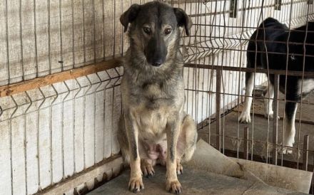 Scheue Filanda sucht geduldiges Zuhause