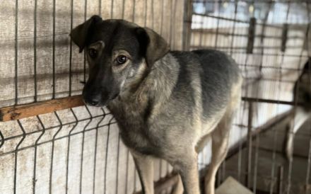 Scheue Filanda sucht geduldiges Zuhause