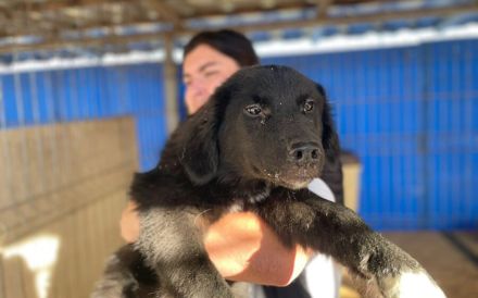 Die schöne Franzi sucht das Glück