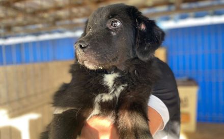 Die schöne Franzi sucht das Glück