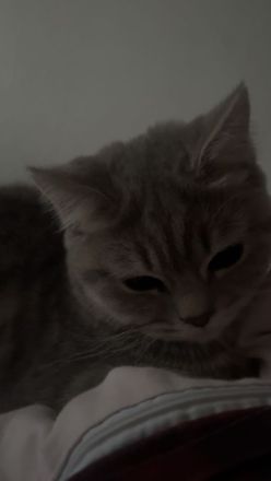 Schottische Straight katze