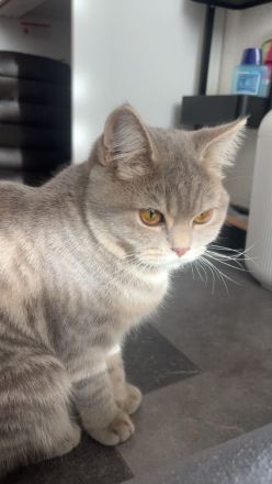 Schottische Straight katze