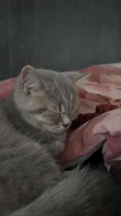 Schottische Straight katze