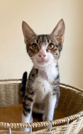Kater sucht neues Zuhause