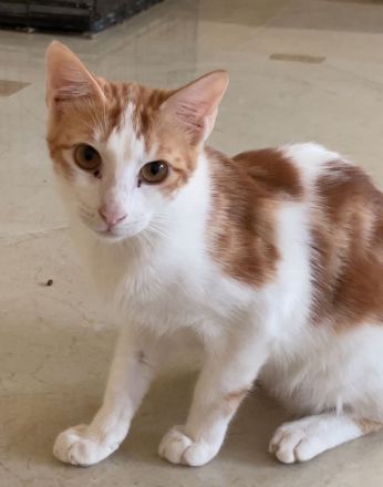 Katze abzugeben