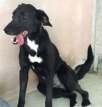 Suzie 2, weiblicher Mischling