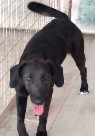 Suzie 2, weiblicher Mischling