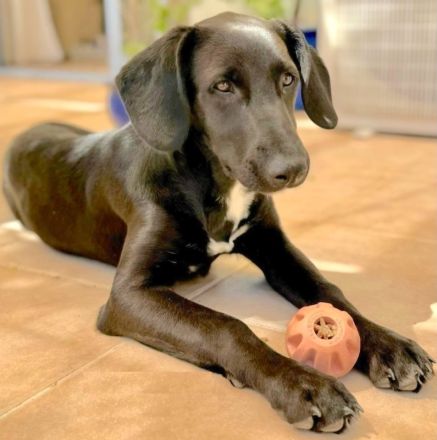 Suzie 2, weiblicher Mischling