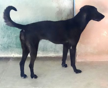 Suzie 2, weiblicher Mischling