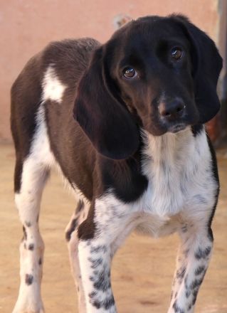 Dobby 2 und Potter, männliche Mischlinge