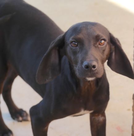 Dobby 2 und Potter, männliche Mischlinge