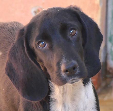 Dobby 2 und Potter, männliche Mischlinge