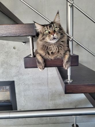 Maine Coon Mädchen Kenzi sucht einen neuen Platz