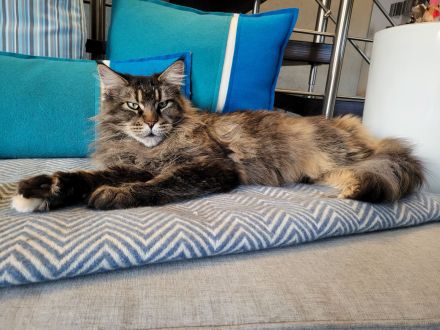 Maine Coon Mädchen Kenzi sucht einen neuen Platz