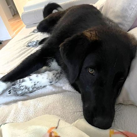 Junghündin Amara / in 67655 Kaiserslautern (Rheinland-Pfalz)