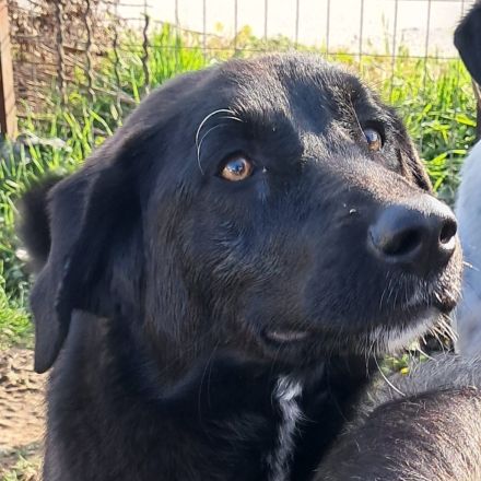 Junghündin Amara / in 67655 Kaiserslautern (Rheinland-Pfalz)