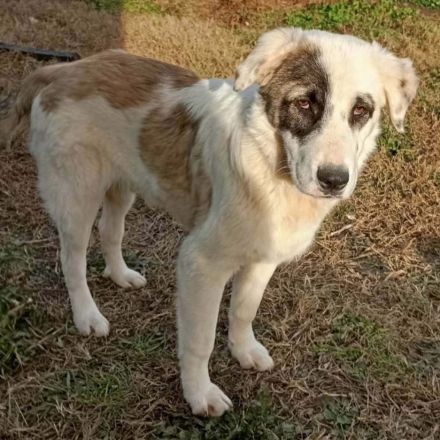 Welpe Angelo / männlich / in 67734 Katzweiler (Rheinland-Pfalz) / reserviert