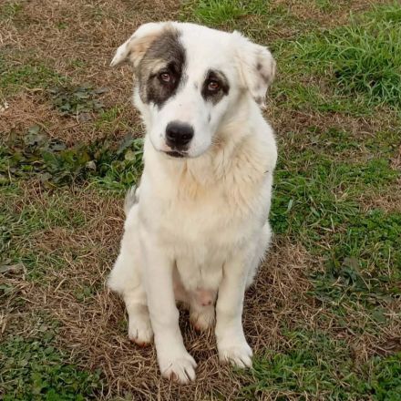 Welpe Angelo / männlich / in 67734 Katzweiler (Rheinland-Pfalz) / reserviert