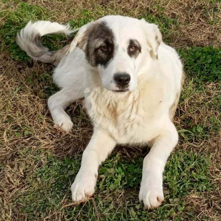 Welpe Angelo / männlich / in 67734 Katzweiler (Rheinland-Pfalz) / reserviert