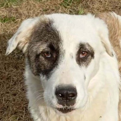 Welpe Angelo / männlich / in 67734 Katzweiler (Rheinland-Pfalz) / reserviert