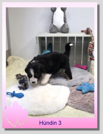 Mini/Toy Australian Shepherd Welpen