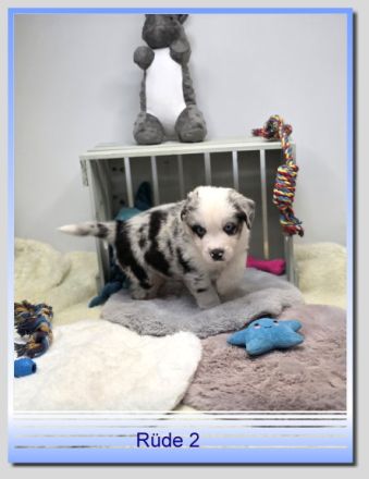 Mini/Toy Australian Shepherd Welpen