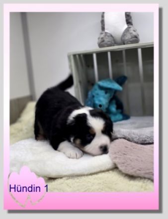 Mini/Toy Australian Shepherd Welpen